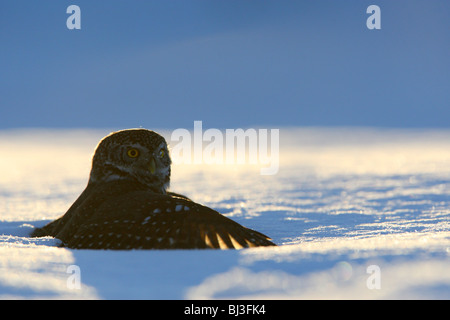 Wild Sperlingskauz (Glaucidium passerinum) nach der Landung Nagetier zu fangen Stockfoto