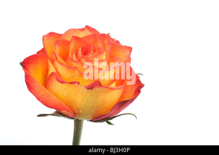 Rose (Rosa), mit Tautropfen Stockfoto