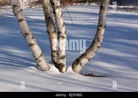 Weiße Birke Baum Betula Papyrifera Baum North America Stockfoto