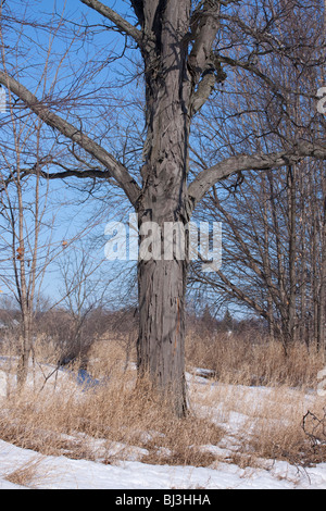 Shagbark Hickory Baum Carya Ovata Winter Osten der Vereinigten Staaten Stockfoto