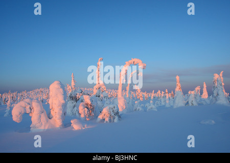 Schneebedeckte Bäume im Sonnenuntergang Farben, Riisitunturi National Park, Lappland, Finnland Stockfoto