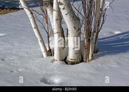 Weiße Birke Baum Betula Papyrifera Baum North America Stockfoto