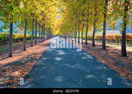 Von Bäumen gesäumten Straße mit Trauben Weinberg in Herbstfarben. Napa Valley, Kalifornien. Stockfoto