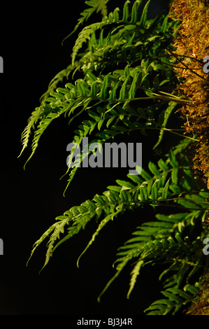 Lakritze Farn (Polypodium Glycyrrhiza) Stockfoto