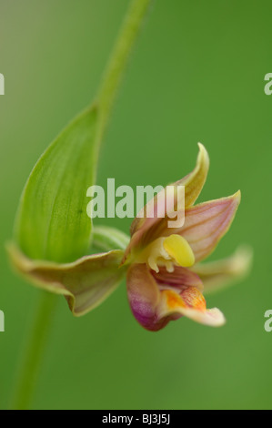 Stream Orchid (Epipactis Gigantea) Stockfoto