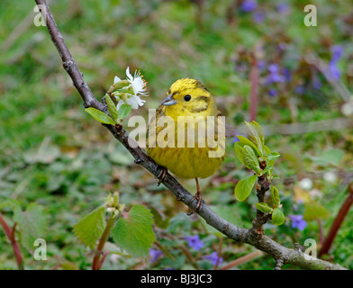 Goldammer (Emberiza Citrinella) Männchen, thront auf Zweig mit Apfelblüte Stockfoto