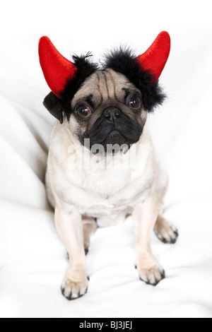 Junger Mops mit Teufels Hörner Stockfoto