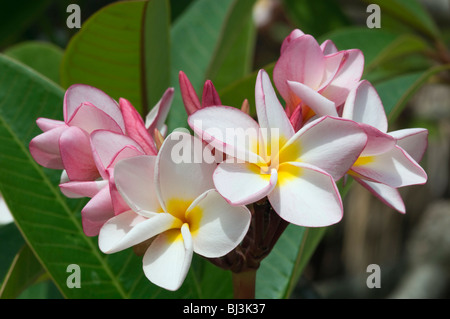 Frangipani (Plumeria), Blumen, Ko Hai oder Koh Ngai Insel, Trang, Thailand, Asien Stockfoto