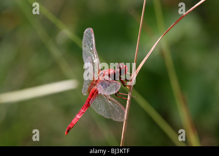 Libelle sitzt auf einem Grashalm Stockfoto