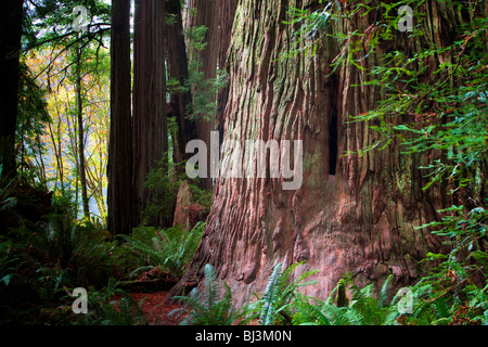 Redwoods und grosses Blatt Ahornbaum im Herbst Farbe. Jedediah Smith Redwoods State Park, Kalifornien Stockfoto