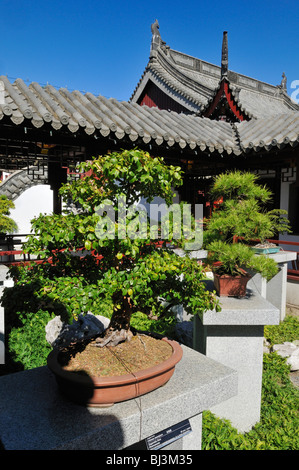 Bonsai-Sammlung, chinesischer Garten, Jardin Botanique de Montréal, Botanischer Garten von Montreal, Quebec, Kanada, Nordamerika Stockfoto