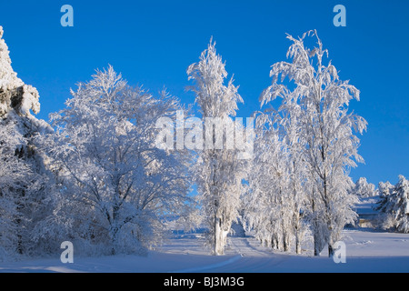 Verschneite Bäume, Winter, Kanada Stockfoto