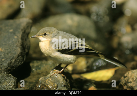 Graue Bachstelze (Motacilla Cinerea), noch nicht vollständig gefärbt Jungvogel auf der Suche nach Nahrung Stockfoto