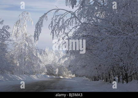 Verschneite Straßen, Bäume, Winter, Kanada Stockfoto