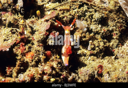 Seeschnecke. Nacktschnecken. Rote Kiemen Nembrotha. Nationalpark Komodo Indonesien.                     Unterwasser-Fotografie. Stockfoto