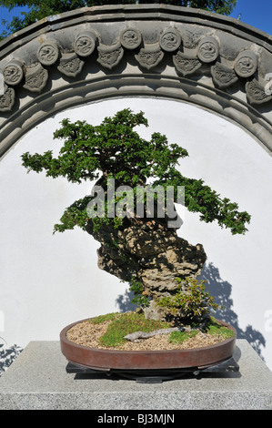 Bonsai-Sammlung, chinesischer Garten, Jardin Botanique de Montréal, Botanischer Garten von Montreal, Quebec, Kanada, Nordamerika Stockfoto