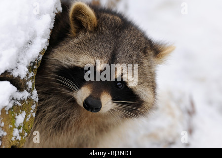 Waschbär (Procyon Lotor) im winter Stockfoto