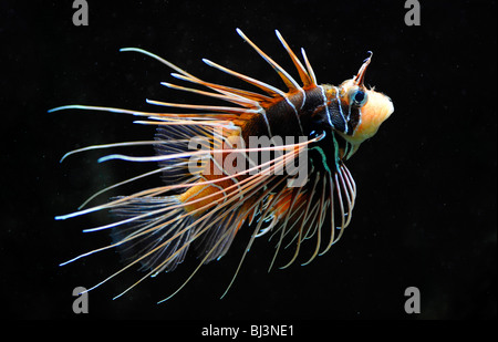Clearfin Lionfish, Tailbar Rotfeuerfische, Radiata Rotfeuerfisch oder radialen Firefishh (Pterois Radiata), Indo-Pazifik Stockfoto