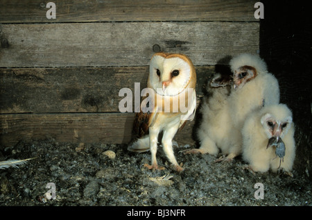 Schleiereule (Tyto Alba) kurz nach der Lieferung einer Spitzmaus, ein junger Vogel Stockfoto