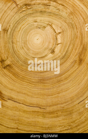 Log, Woodgrain Hintergrundtextur geschnitten Stockfoto