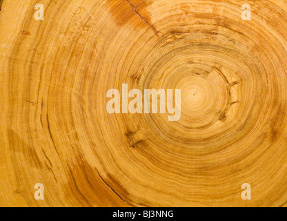 Log, Woodgrain Hintergrundtextur geschnitten Stockfoto