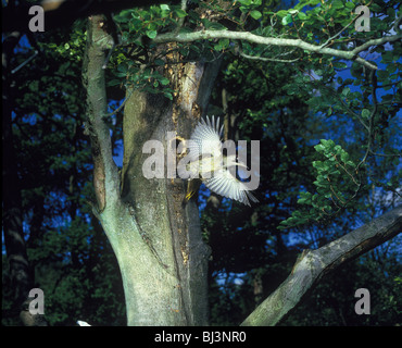 Grünspecht (Picus Viridis) Weibchen im Flug in der Nähe von Nest-Loch im Baum Stockfoto