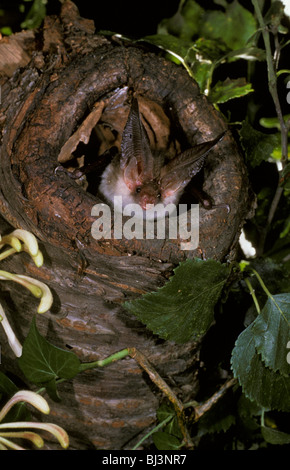 Braune Langohren Bat (Langohrfledermäuse Auritus) in Mulde Stockfoto