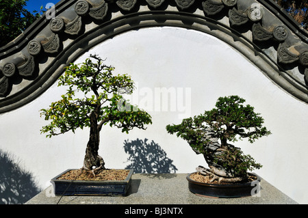 Bonsai-Sammlung, chinesischer Garten, Jardin Botanique de Montréal, Botanischer Garten von Montreal, Quebec, Kanada, Nordamerika Stockfoto