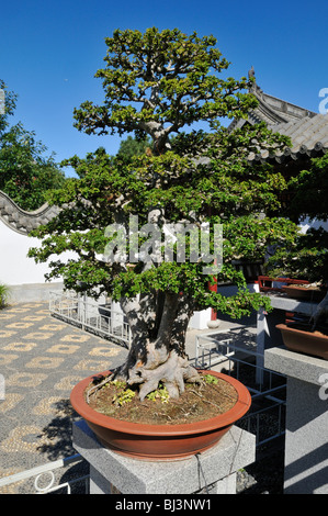 Bonsai-Sammlung, chinesischer Garten, Jardin Botanique de Montréal, Botanischer Garten von Montreal, Quebec, Kanada, Nordamerika Stockfoto