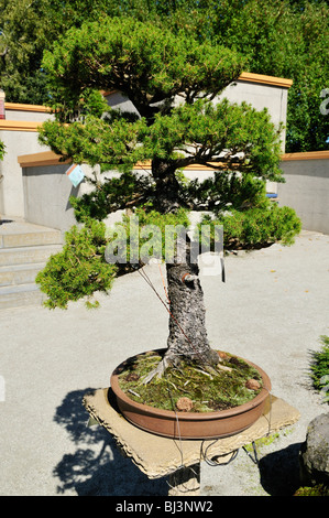 Bonsai-Sammlung, chinesischer Garten, Jardin Botanique de Montréal, Botanischer Garten von Montreal, Quebec, Kanada, Nordamerika Stockfoto