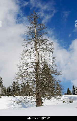 Toten Fichte (Picea Abies) in eine Winterlandschaft, Sudelfeld, Bayerische Alpen, Bayern, Deutschland, Europa Stockfoto