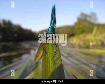 Gebänderten Prachtlibelle (Calopteryx Splendens), Männlich Stockfoto