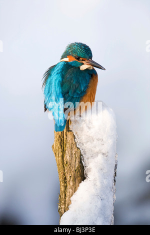 Eisvogel (Alcedo Atthis) im Winter auf einem Hochsitz, Deutschland Stockfoto