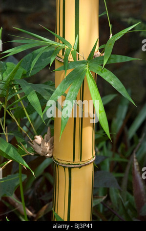 Gelber Bambus, grünen Streifen, Pyhllostachys, Bambusa, Stockfoto