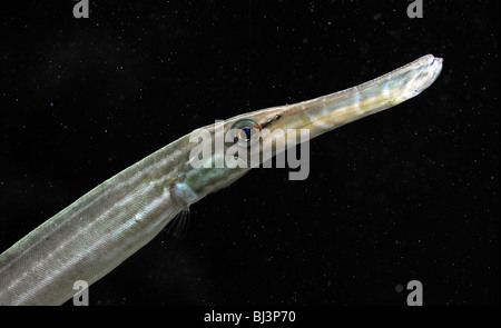 Asiatische Trompetenfische (Aulostomus Chinensis), Indo-Pazifik Stockfoto
