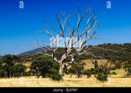 MONARO, Australien – die weitläufige ländliche Landschaft der Region Monaro entfaltet sich entlang des Monaro Highway. Sanfte Hügel, die mit goldenem Gras bedeckt sind, erstrecken sich bis zum Horizont, gespickt mit verstreuten Gummibäumen, die die strenge Schönheit des Hochlandes von New South Wales veranschaulichen. Stockfoto