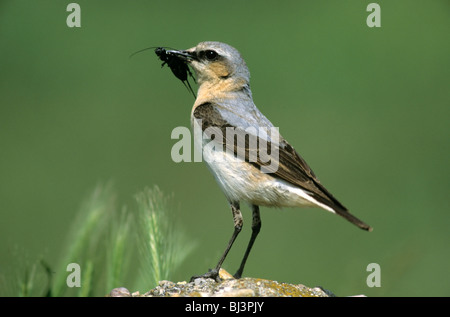 Nördlichen Steinschmätzer (Oenanthe Oenanthe), Weibchen mit Nahrung für seine jungen, Hortobágy, Ungarn, Europa Stockfoto