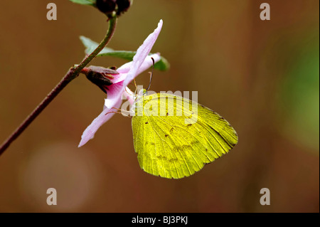 Schmetterlinge-Dschungel von Laos Stockfoto