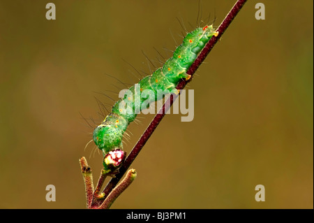 Insekten-Dschungel von Laos Stockfoto