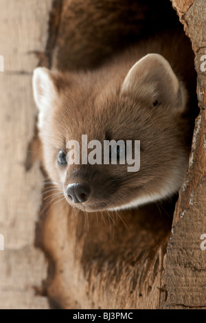 Baummarder oder Baum Marder (Martes Martes) Stockfoto