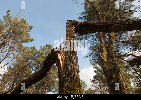 Gebrochenen Kiefer nach Sturm - Frankreich. Stockfoto