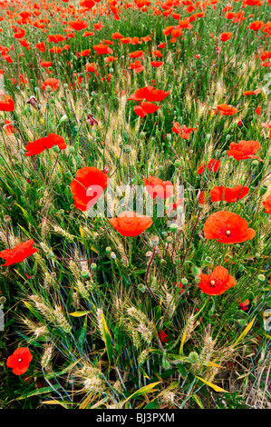 Schneise der gemeinsamen Klatschmohn im Gerstenfeld - Indre-et-Loire, Frankreich. Stockfoto