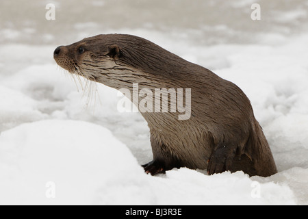 Fischotter (Lutra Lutra) seine Atmung Loch in einem zugefrorenen See Blick Stockfoto