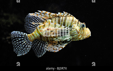 Roten Rotfeuerfisch (Pterois Volitans), Indo-Pazifik Stockfoto