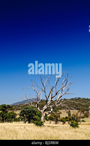 Ein einsamer toter Baum im australischen Outback mit einem tiefblauen Himmel und Exemplar Stockfoto