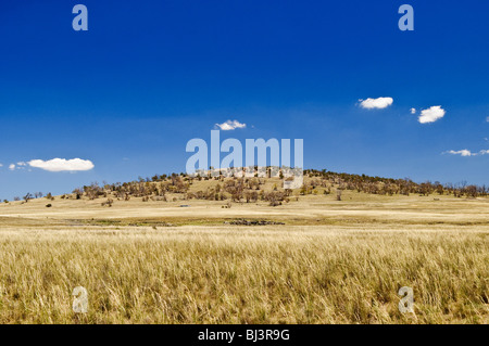 Monaro Region Rural Landscape New South Wales Australien | MONARO, New South Wales — das Goldene Grasland erstreckt sich in Richtung eines leicht bewaldeten Berges auf diesem Hochplateau im Süden von New South Wales. Im Regenschatten der Snowy Mountains gelegen, begrenzen das trockene Klima des Monaro und die starken Winterfröste das Eukalyptuswachstum meist auf felsige höhere Böden, sodass die Talböden als offenes, einheimisches Grasland verbleiben. Stockfoto