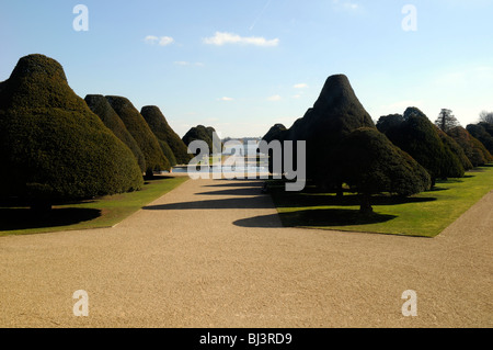 Eiben in der große Brunnen Garten in Hampton Court, London, UK Stockfoto