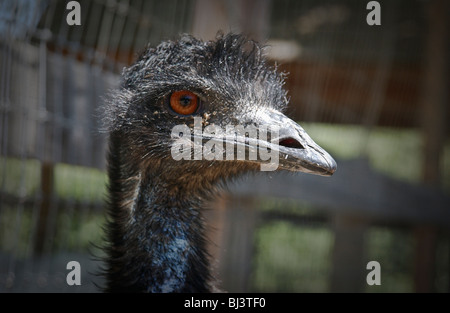 Schuss in den Kopf eines Straußes hautnah. Stockfoto