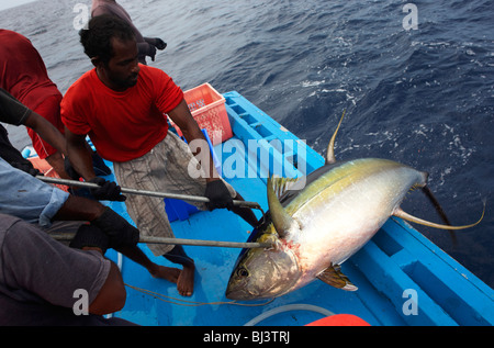 Fischer von den Malediven schleppen an Bord ein Gelbflossen Tunfisch auf das Deck von einem Dhoni-Boot im Indischen Ozean. Stockfoto