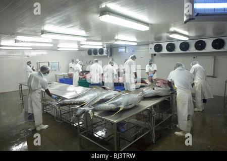 Ex-Tsunami Fischer Verarbeitung Yellow Fin Thunfisch Cyprea Marine Lebensmittel EU standard Werk in Himmafushi Republik Malediven Stockfoto